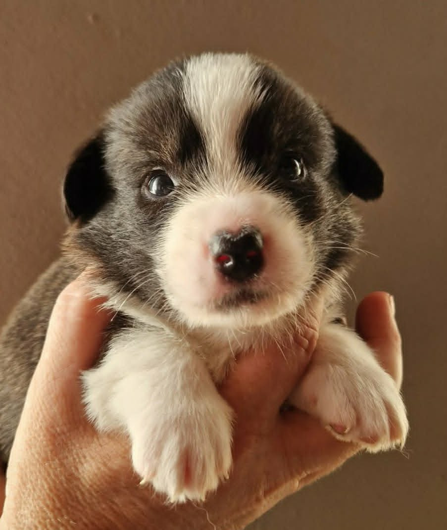 Chiot Welsh Corgi Cardigan Du Sphinx Colibri