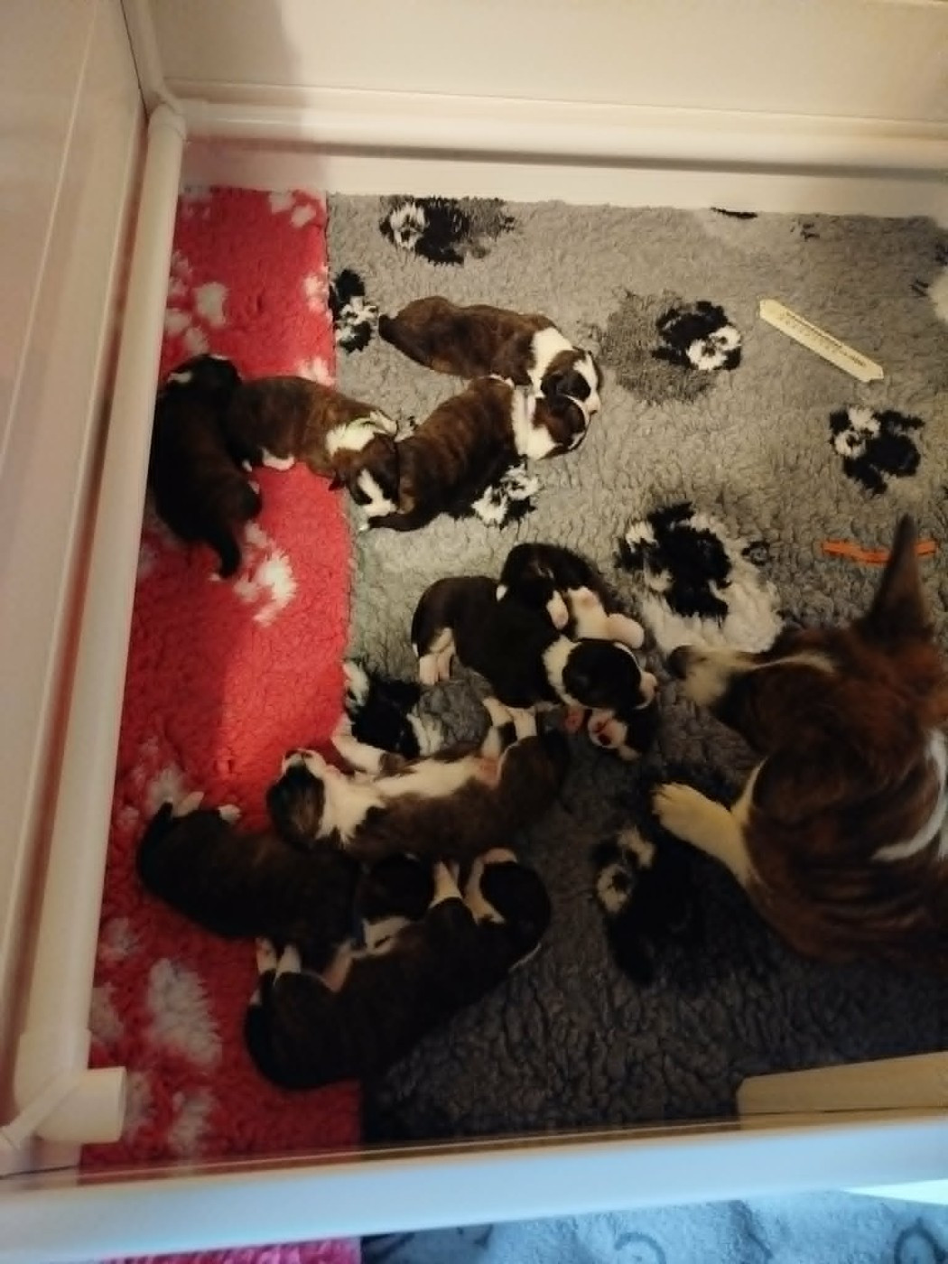 Du Sphinx Colibri - Chiots disponibles - Welsh Corgi Cardigan