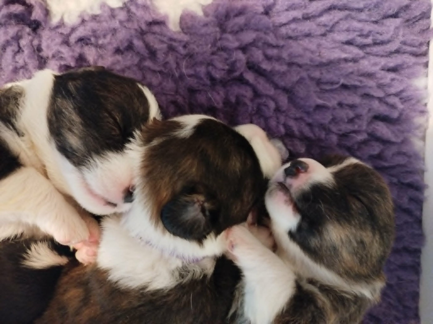 Du Sphinx Colibri - Chiots disponibles - Welsh Corgi Cardigan
