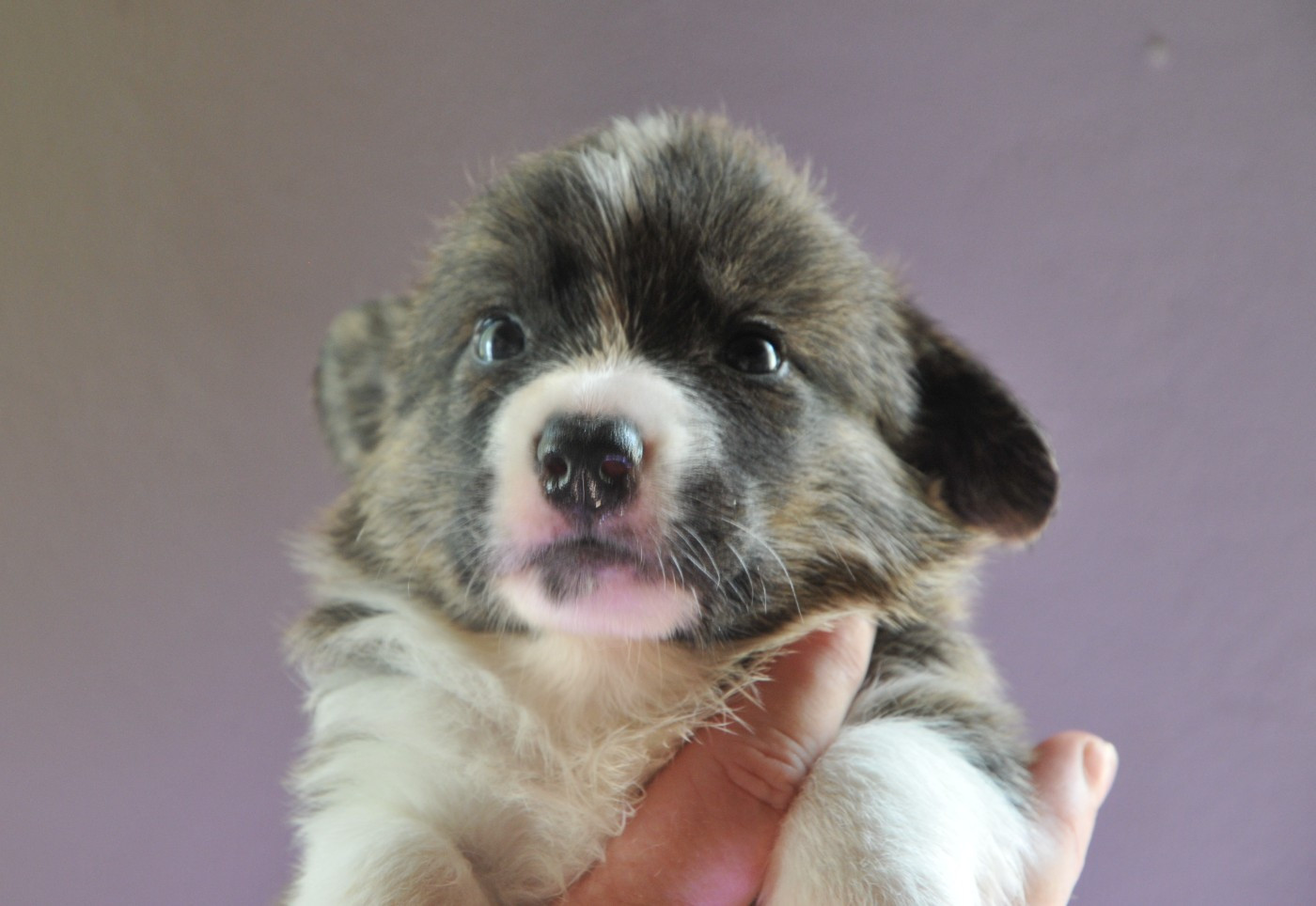Du Sphinx Colibri - Chiots disponibles - Welsh Corgi Cardigan