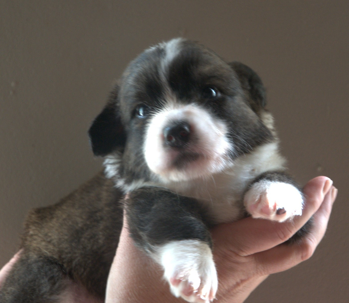 Du Sphinx Colibri - Chiots disponibles - Welsh Corgi Cardigan