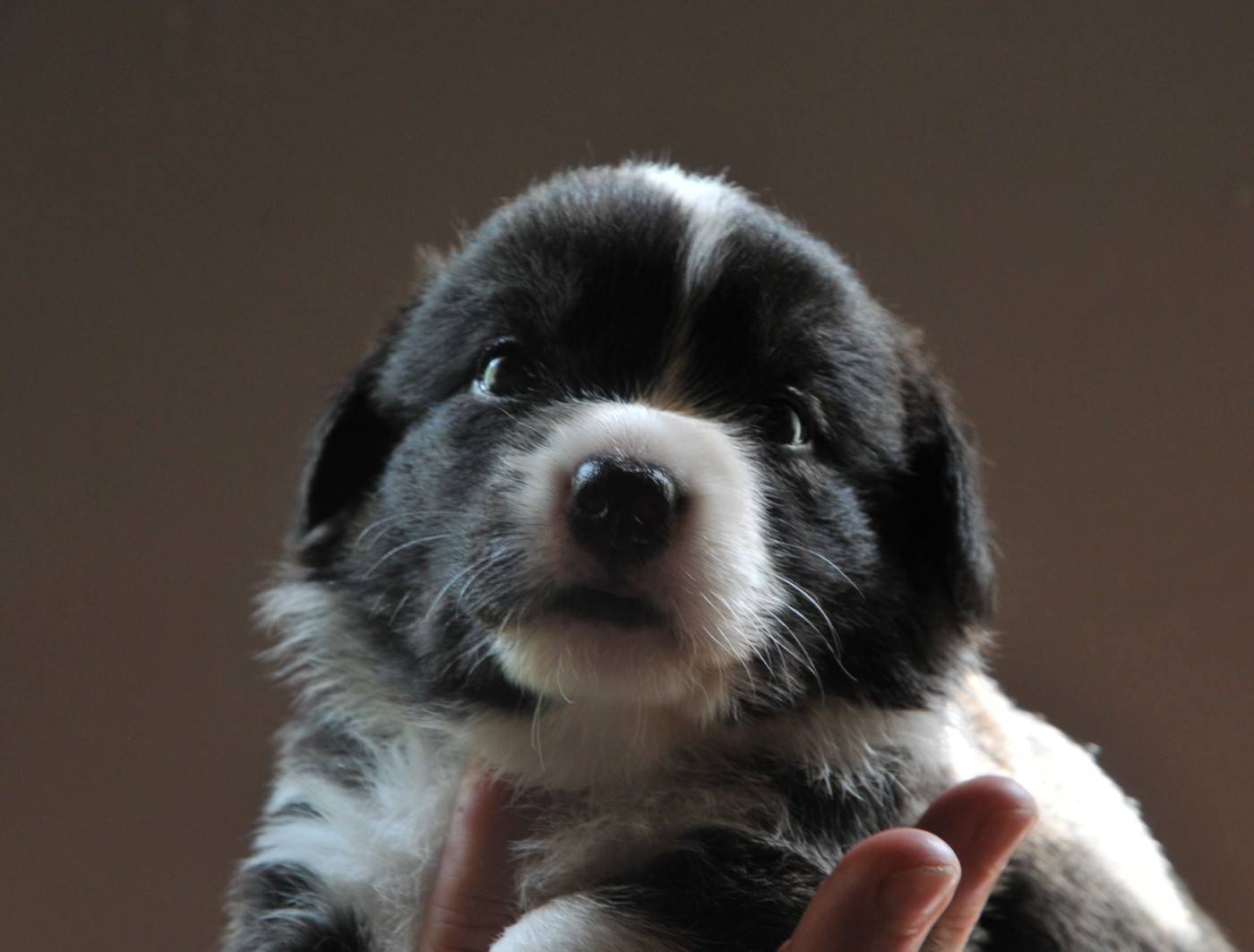 Du Sphinx Colibri - Chiots disponibles - Welsh Corgi Cardigan