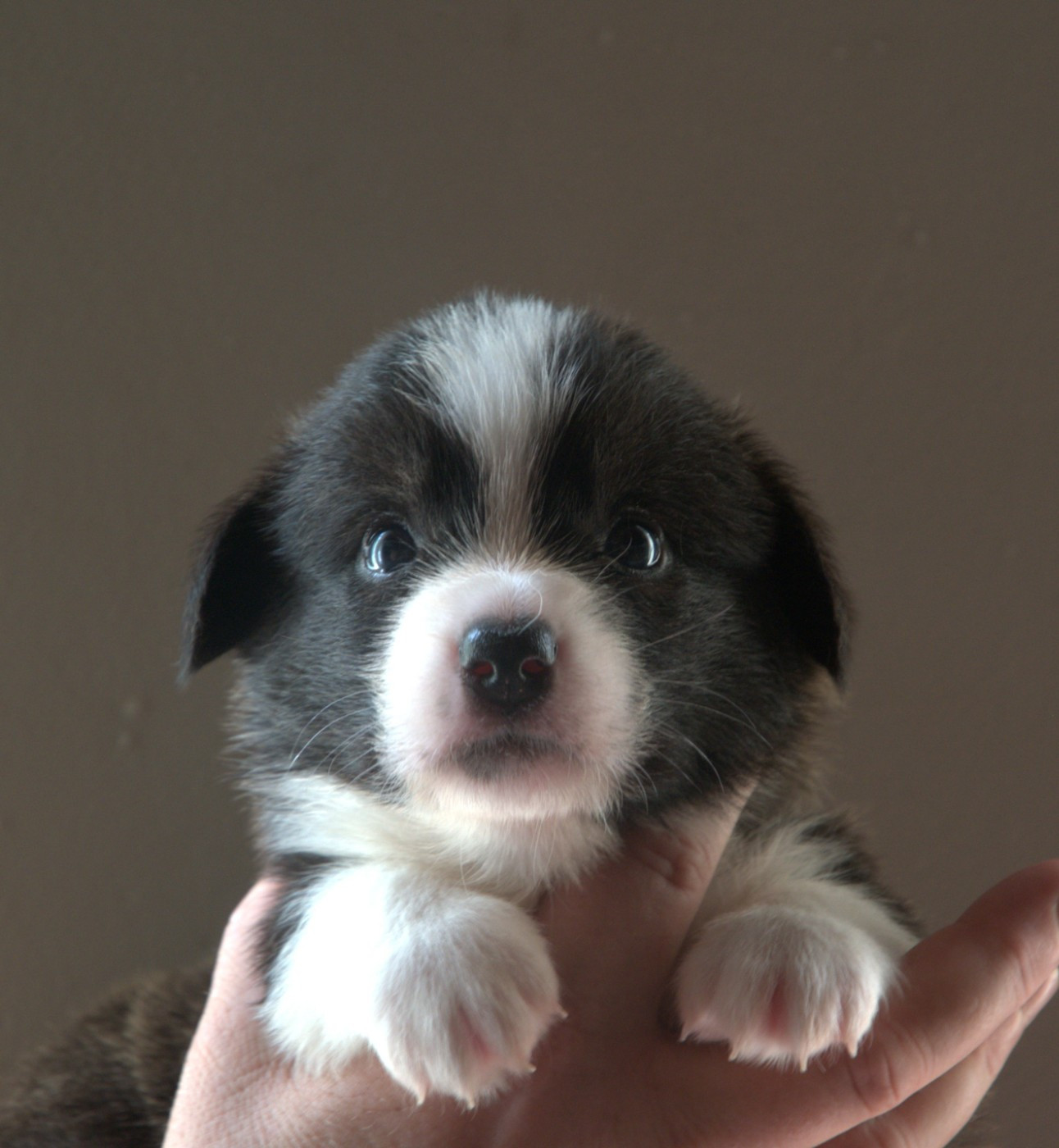 Du Sphinx Colibri - Chiots disponibles - Welsh Corgi Cardigan