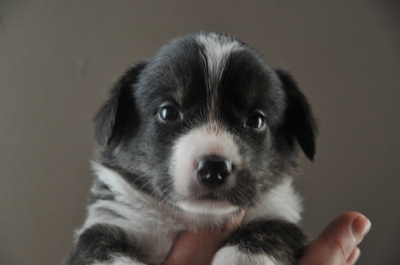 Du Sphinx Colibri - Chiots disponibles - Welsh Corgi Cardigan