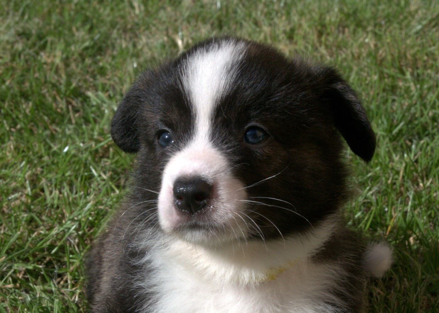 Du Sphinx Colibri - Chiots disponibles - Welsh Corgi Cardigan