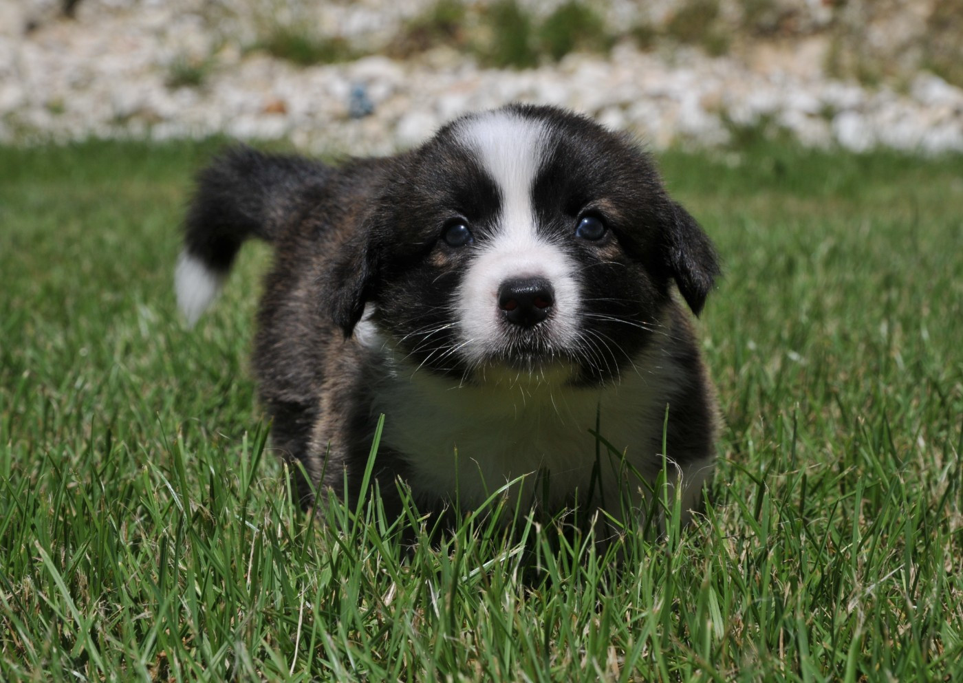 Du Sphinx Colibri - Chiots disponibles - Welsh Corgi Cardigan