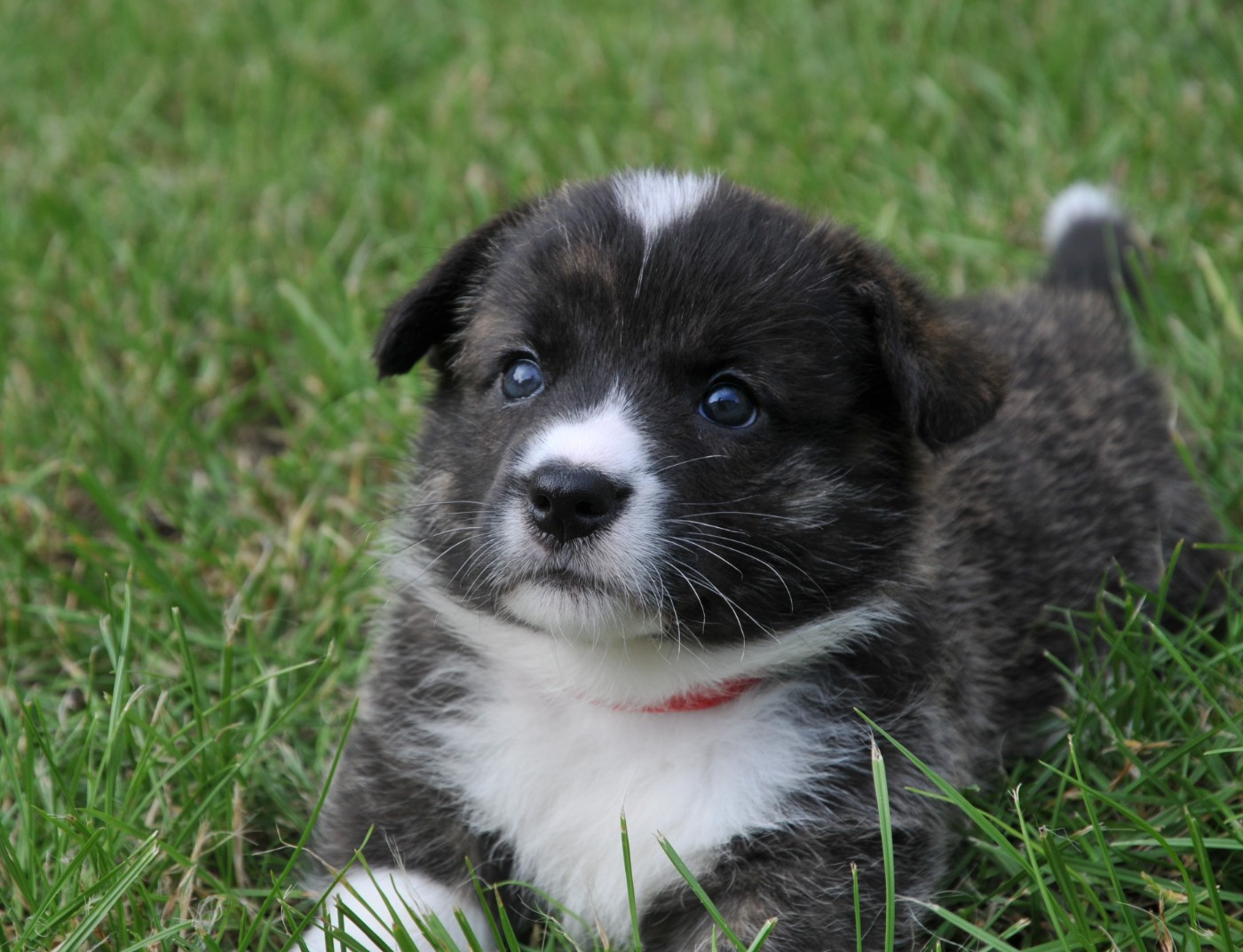 Du Sphinx Colibri - Chiots disponibles - Welsh Corgi Cardigan