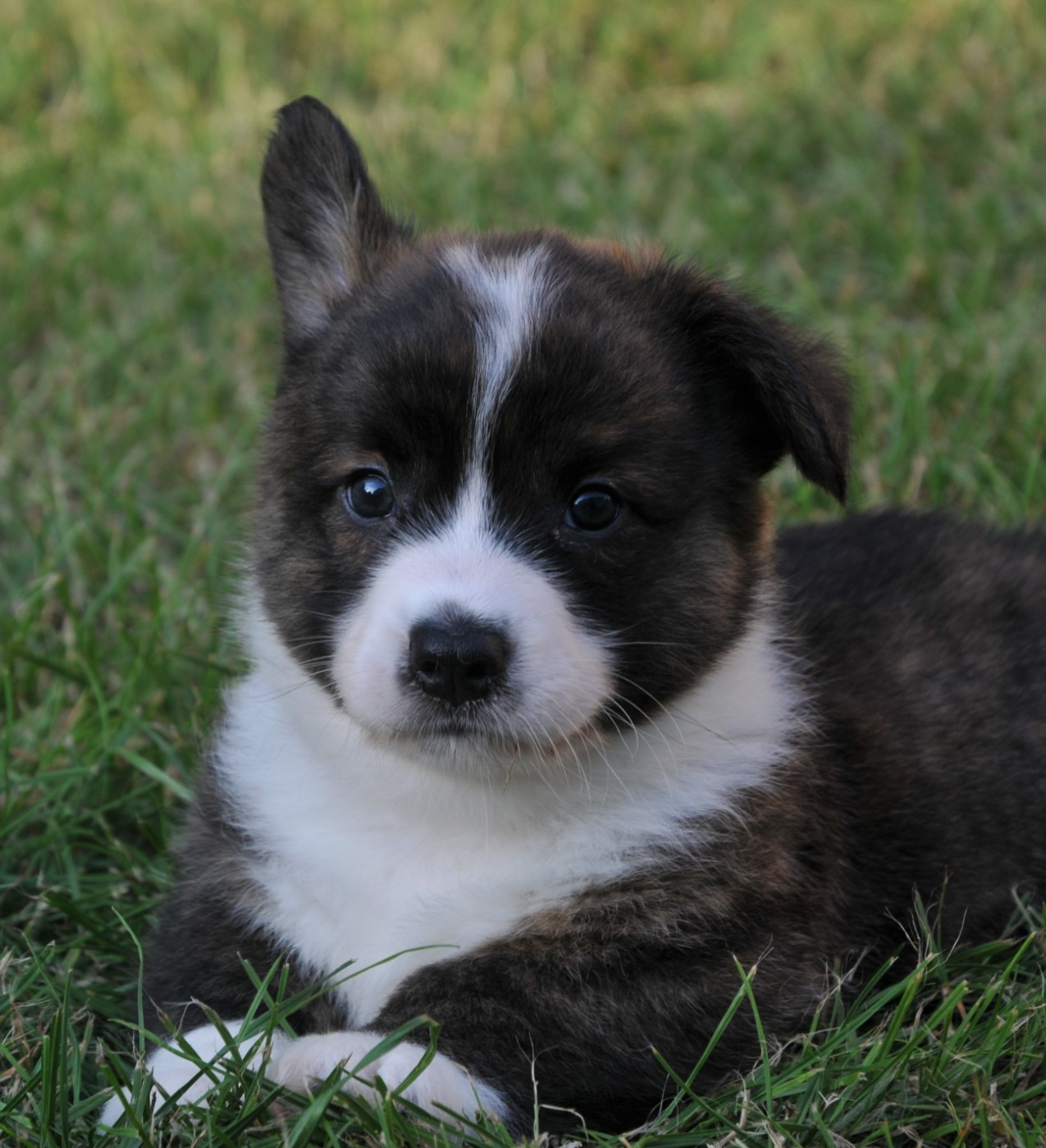 Du Sphinx Colibri - Chiots disponibles - Welsh Corgi Cardigan
