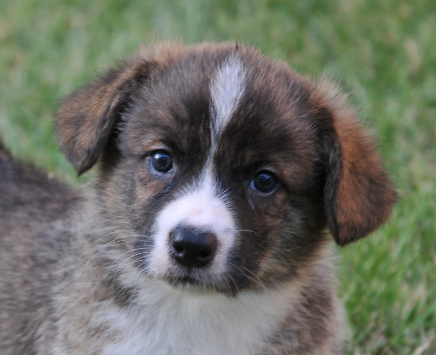 Du Sphinx Colibri - Chiots disponibles - Welsh Corgi Cardigan