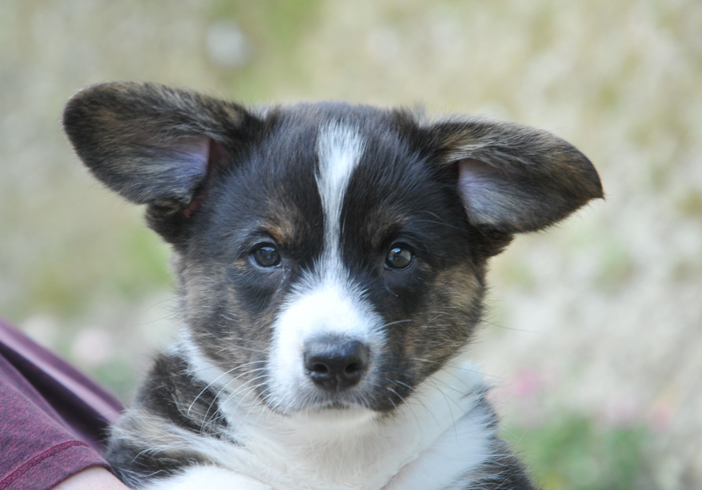 Du Sphinx Colibri - Chiots disponibles - Welsh Corgi Cardigan