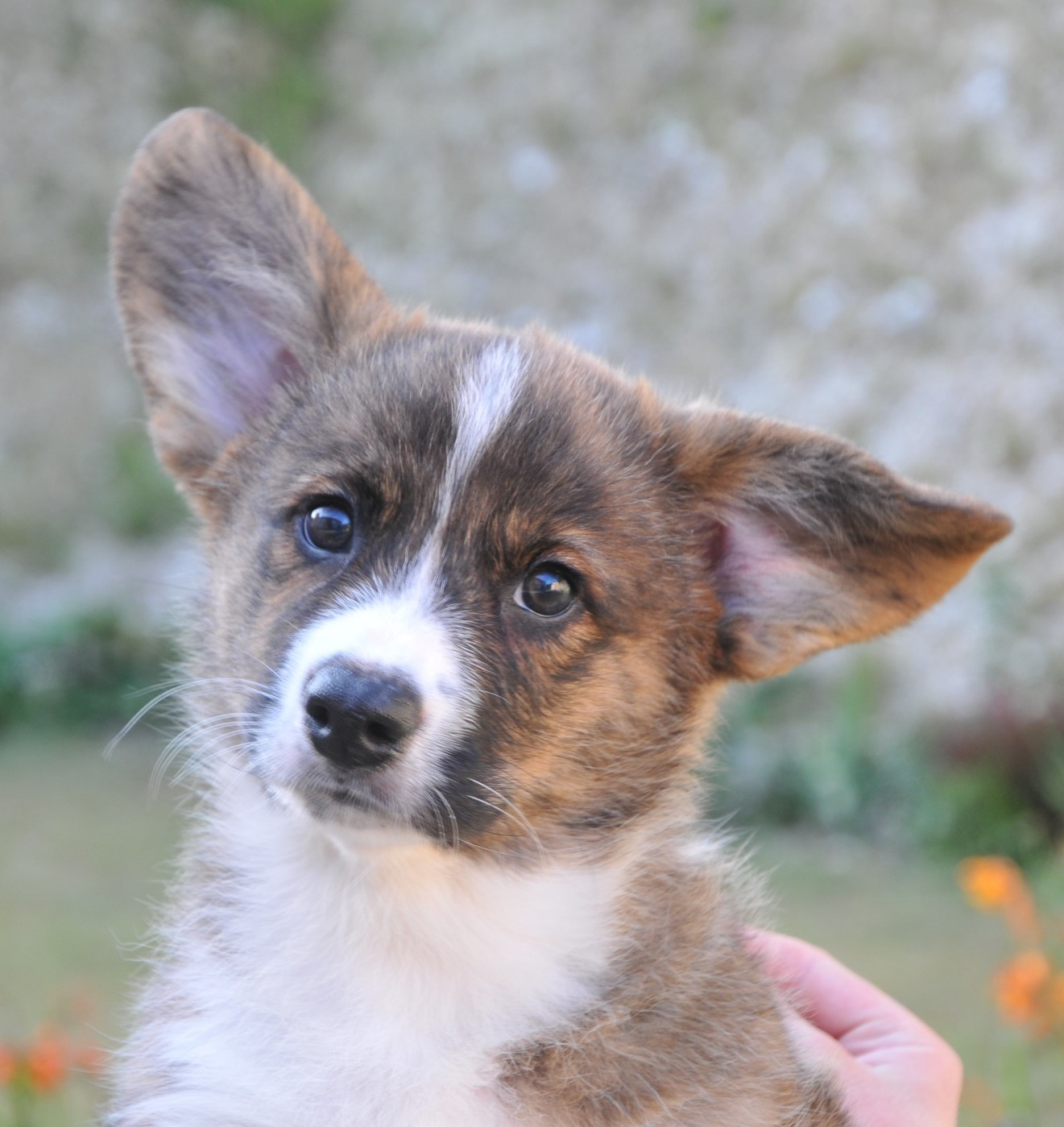Du Sphinx Colibri - Chiots disponibles - Welsh Corgi Cardigan