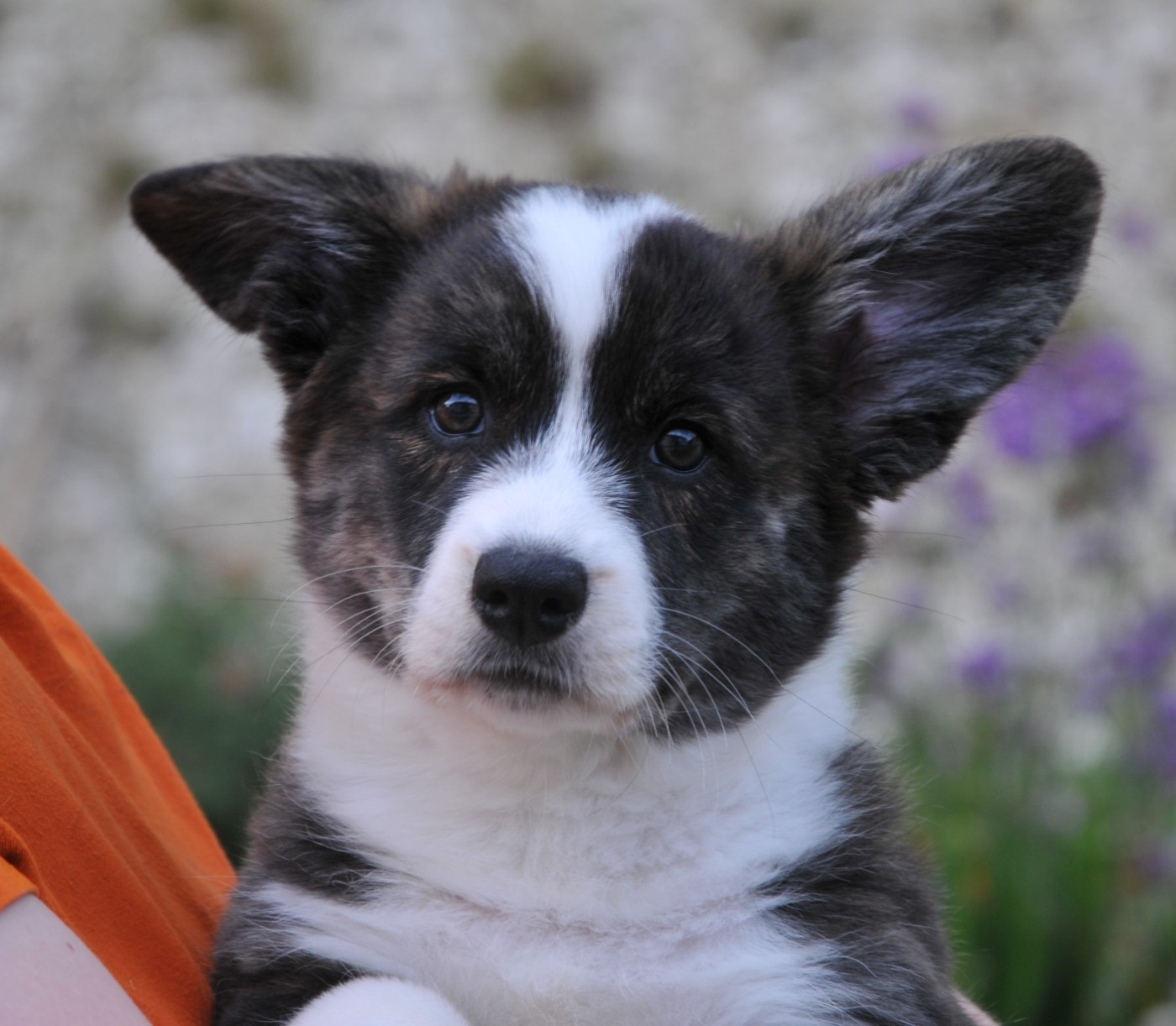 Du Sphinx Colibri - Chiots disponibles - Welsh Corgi Cardigan