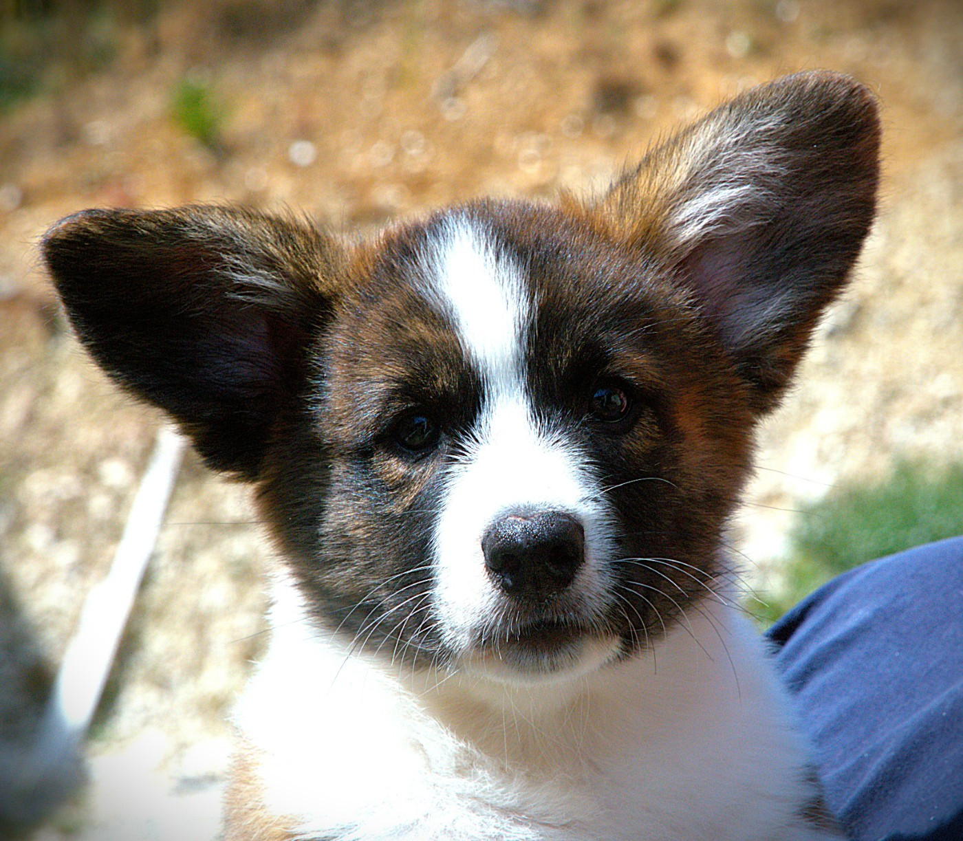 Du Sphinx Colibri - Chiots disponibles - Welsh Corgi Cardigan