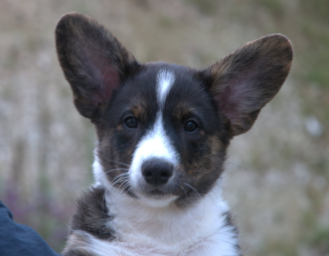 Du Sphinx Colibri - Chiots disponibles - Welsh Corgi Cardigan