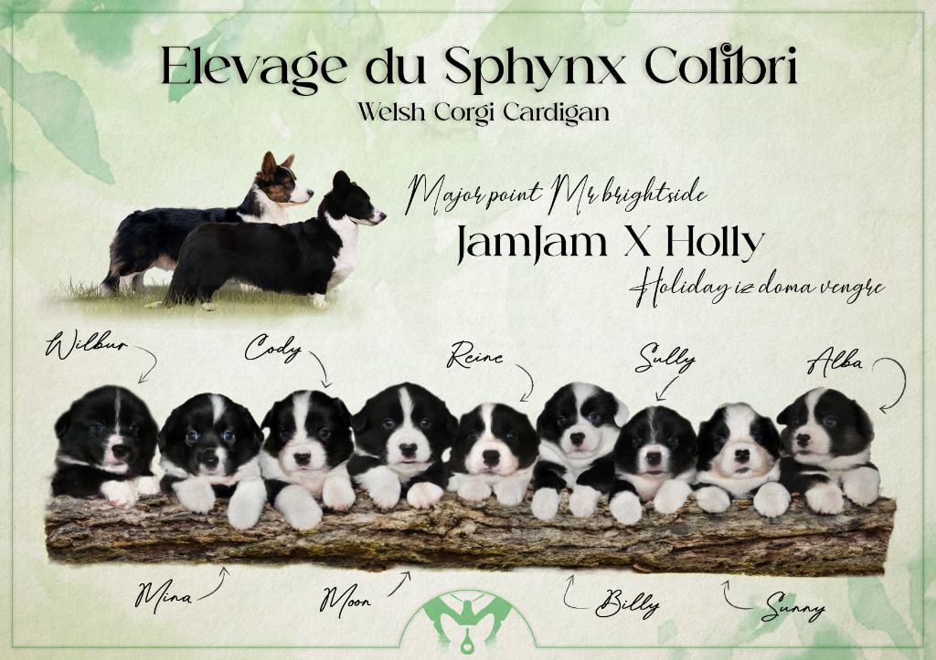 Chiot Welsh Corgi Cardigan Du Sphinx Colibri